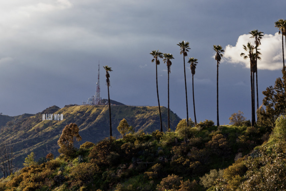 Niche Communities 2 a group of palm trees on a hill