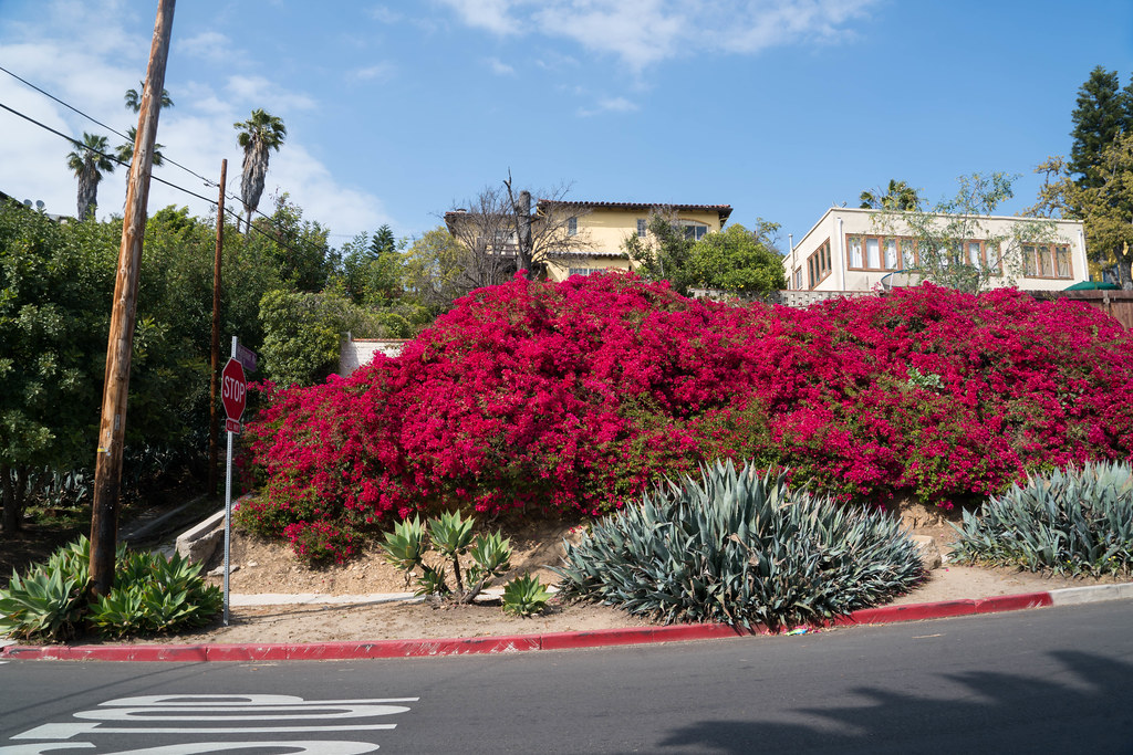 a red flowers on a hill
