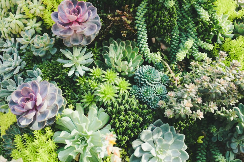 succulent plant lot