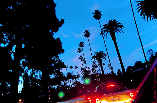 palm trees and street lights at twilight