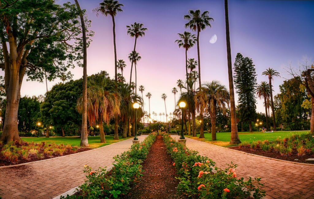 red flower garden near green trees during daytime