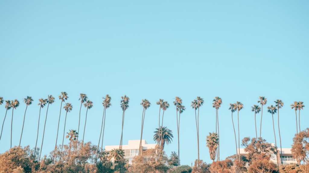 palm trees during daytime