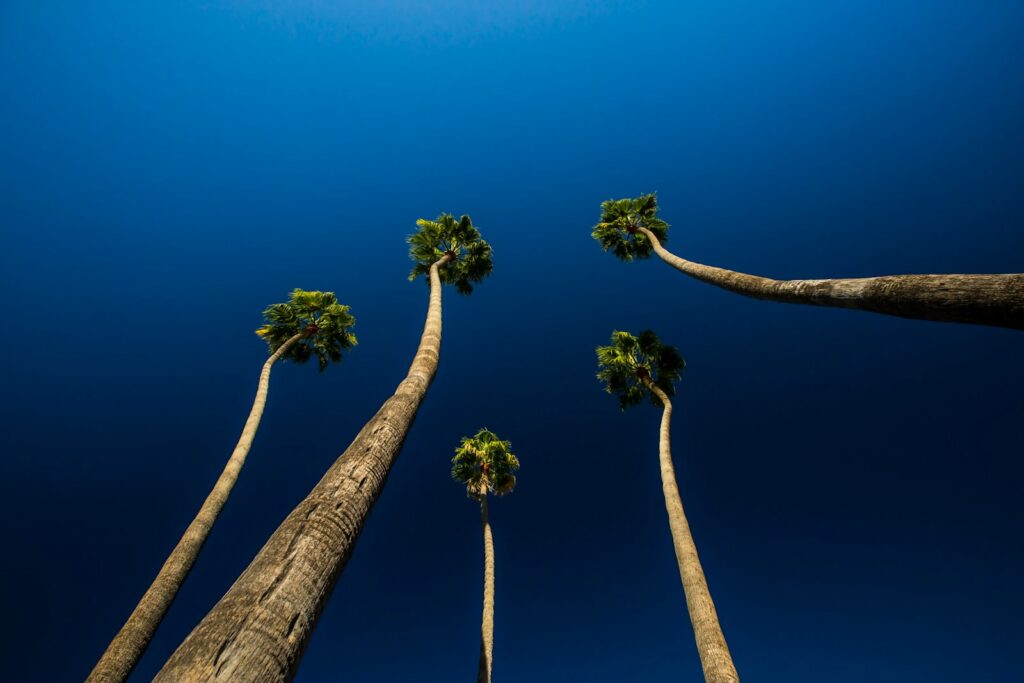 worm's-eye view photography of trees