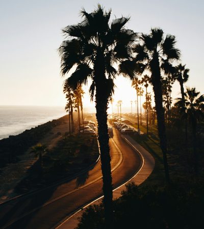 silhouette of trees near ocean during sunset