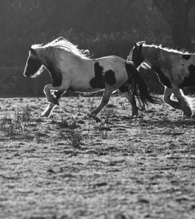 horse property for sale near me grayscale photography of two horses on field