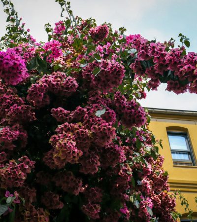 Luxurious townhome exterior with bougainvillea flowers in Los Angeles neighborhood