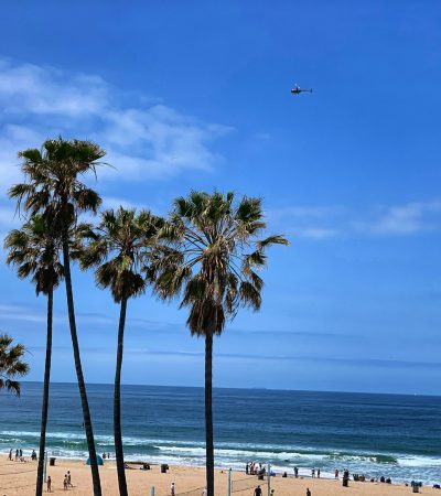luxury homes for sale manhattan beach palm tree near beach during daytime