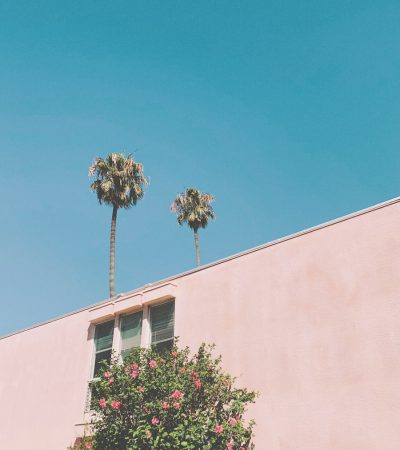 green palm tree beside white concrete building