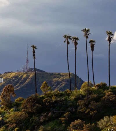 a group of palm trees on a hill