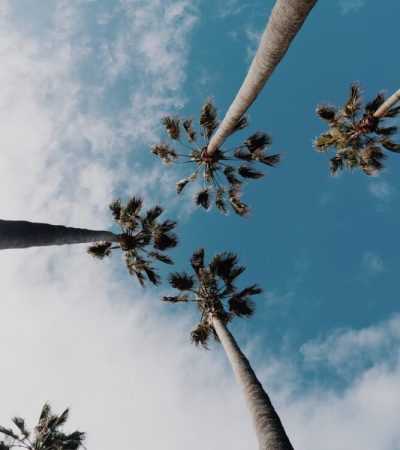 worms eyeview photography of coconut trees