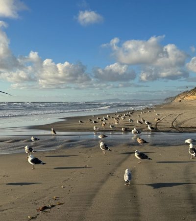 Luxury beachfront homes in Leucadia, Encinitas with coastal architecture and ocean views