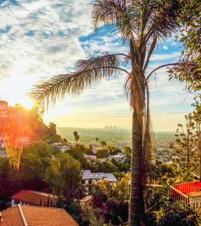 gated community hollywood hills green palm tree near houses during daytime