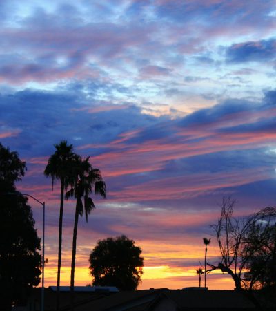 Kinneloa Mesa silhouette of trees during sunset
