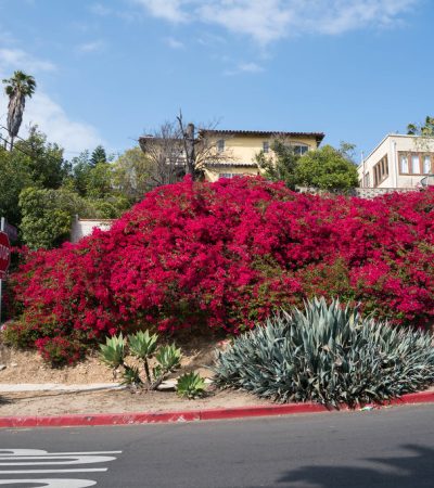 silverlake a red flowers on a hill