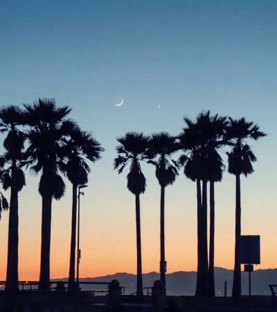 silhouette photo of palm trees during golden hour