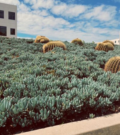 Playa Vista green and white flower field during daytime