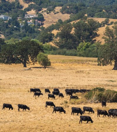 Luxury homes in Westgate Ranch, Santa Maria real estate community