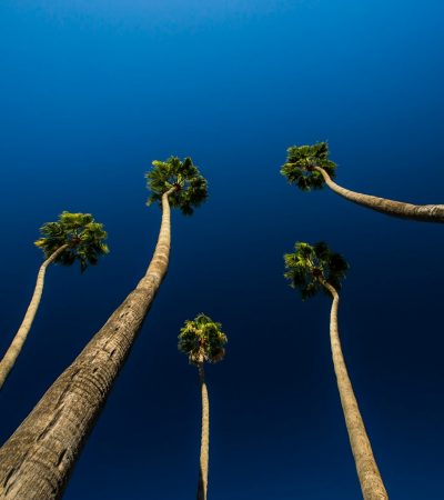 Beverly Hills Gated Homes for sale worm's-eye view photography of trees